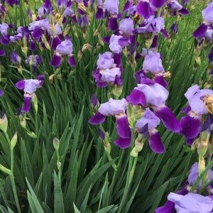 Meet your Posher, Brenda